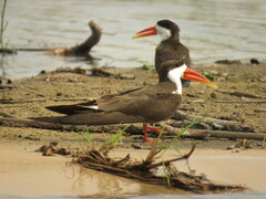 Rynchops flavirostris