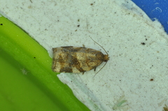 Archips argyrospila