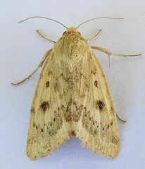 Heliocheilus paradoxus