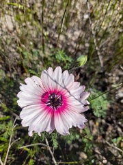 Monsonia speciosa