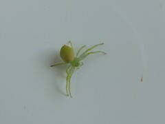 Diaea