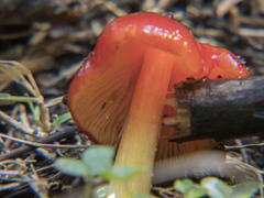 Hygrocybe cuspidata