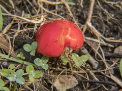 Hygrocybe cuspidata