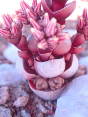 Crassula columnaris
