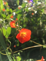 Ipomoea hederifolia