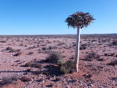 Aloidendron dichotomum