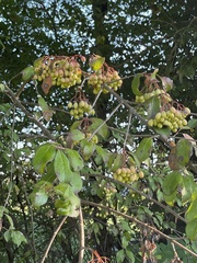 Viburnum