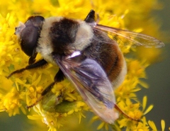 Eristalis flavipes