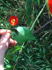 Ipomoea hederifolia