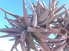 Aloidendron dichotomum