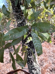 Quercus hemisphaerica