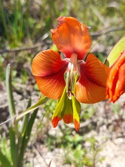 Gladiolus alatus