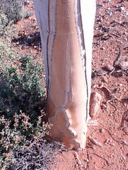 Aloidendron dichotomum