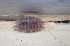 Leptotrichus panzerii