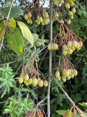 Viburnum