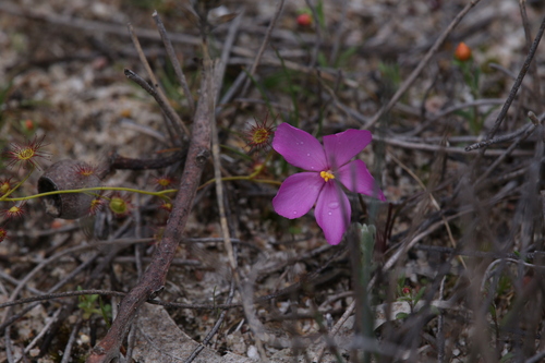 Drosera menziesii