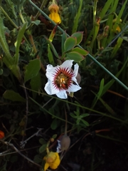 Roepera sessilifolia