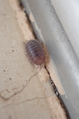 Leptotrichus panzerii