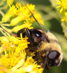 Eristalis flavipes