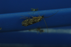 Annulipalpia