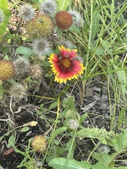 Gaillardia