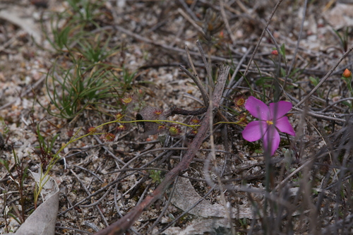 Drosera menziesii