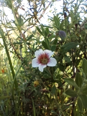 Roepera sessilifolia