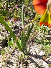 Gladiolus alatus