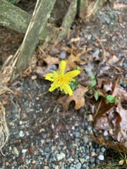 Hieracium lachenalii