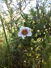 Roepera sessilifolia