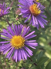 Symphyotrichum novae-angliae