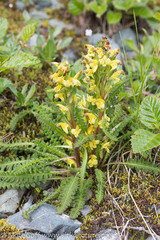 Pedicularis oederi