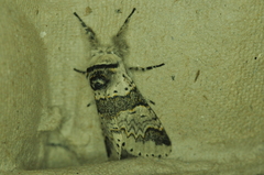 Furcula occidentalis