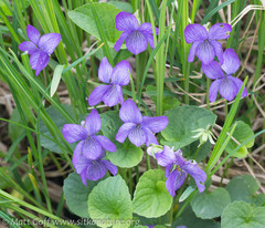 Viola langsdorffii