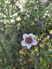 Roepera sessilifolia