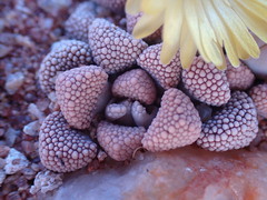 Titanopsis primosii