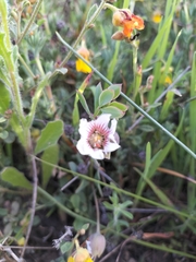 Roepera sessilifolia