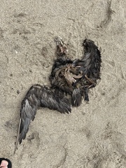Procellariidae