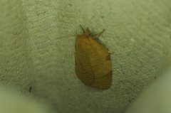 Aphelia alleniana