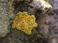 Xanthorioideae