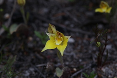 Caladenia flava flava