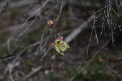Thelymitra antennifera