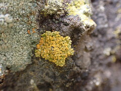 Xanthorioideae