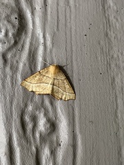 Tetracis jubararia