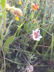 Roepera sessilifolia