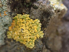 Xanthorioideae