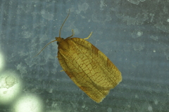 Aphelia alleniana