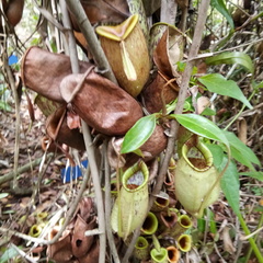 Nepenthes ampullaria