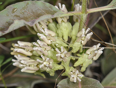 Asclepias nyctaginifolia