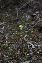 Thelymitra antennifera